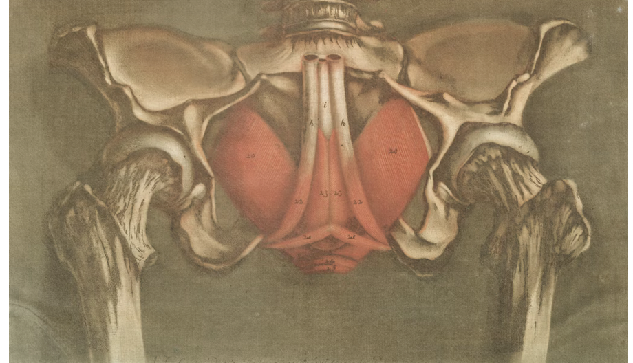 Pelvic Floor Incontinence and Constipation